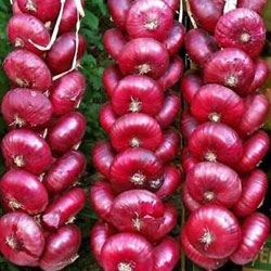 Fresh Onion