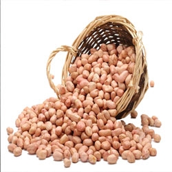 Peanut Kernels